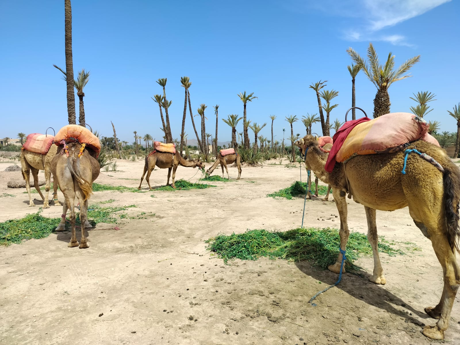 Camel Ride in Morocco | Desert & Palm Grove Experience – Merrakechy Tours